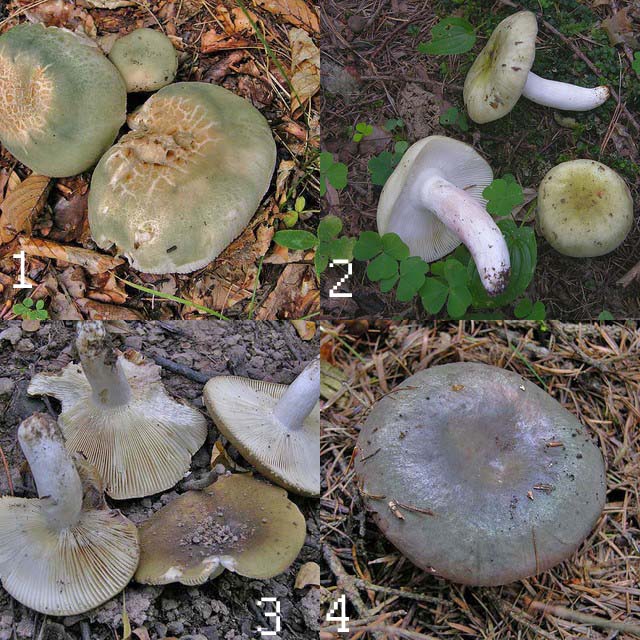 Quiz..n�10.Quando la Russula � verde....